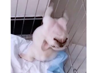 フレンチブルドッグ,動画