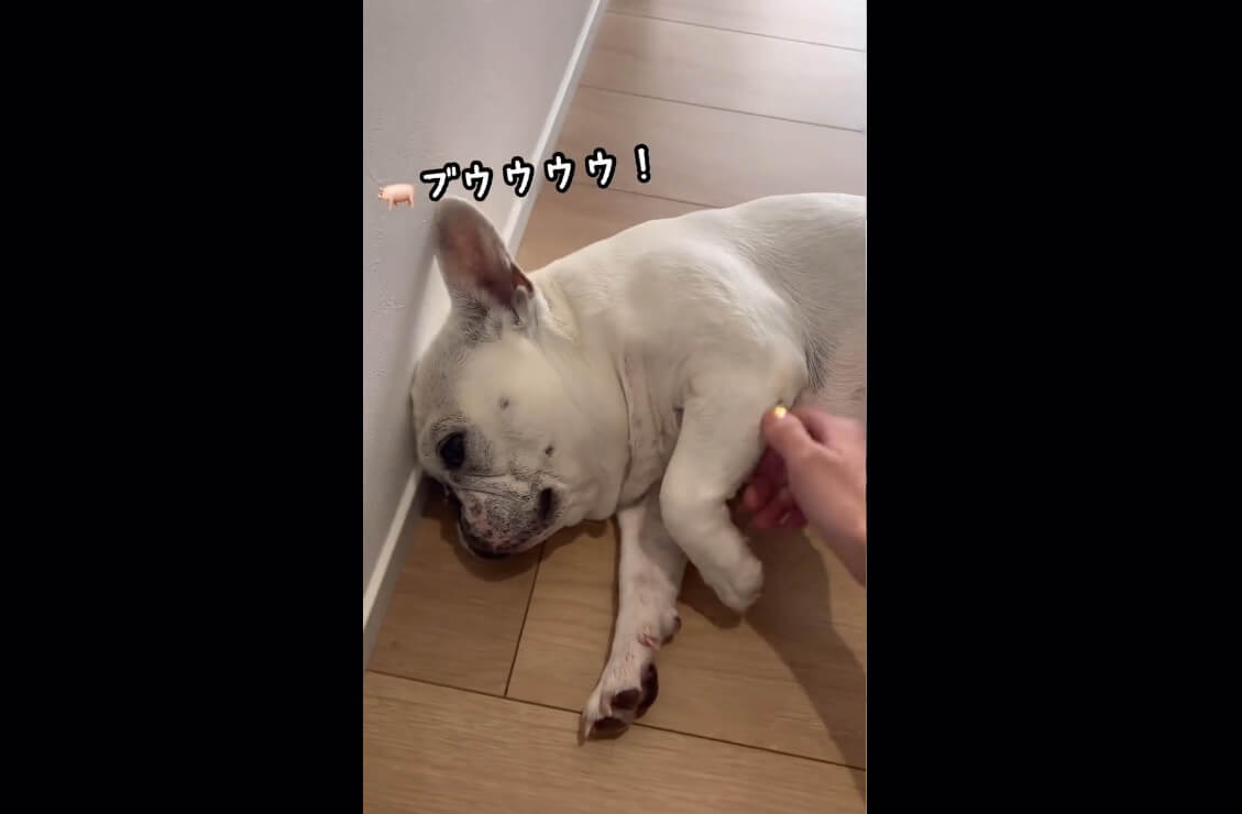 フレンチブルドッグ,動画
