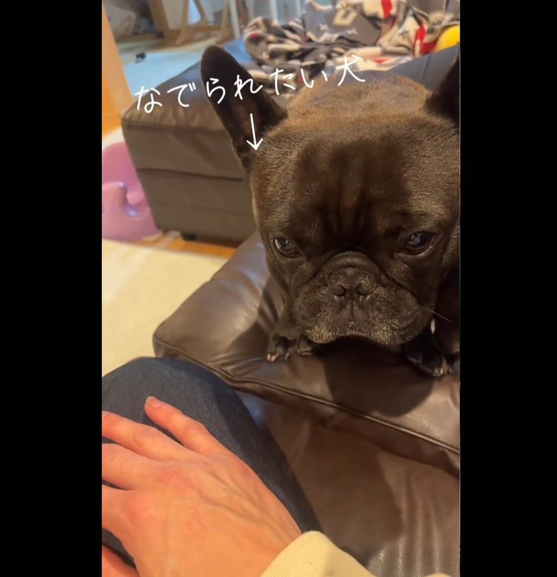 フレンチブルドッグ,動画