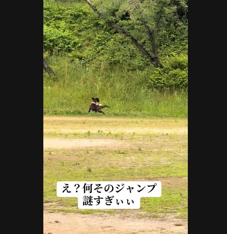 フレンチブルドッグ,動画