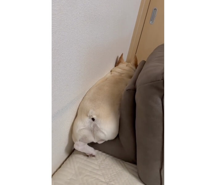 フレンチブルドッグ,動画