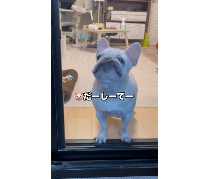 フレンチブルドッグ,動画