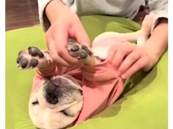 フレンチブルドッグ,動画