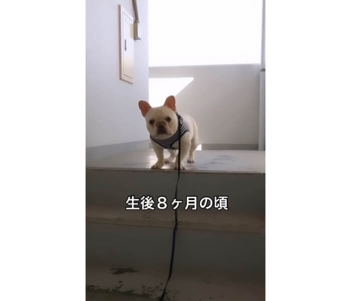 フレンチブルドッグ,動画