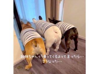 フレンチブルドッグ,動画