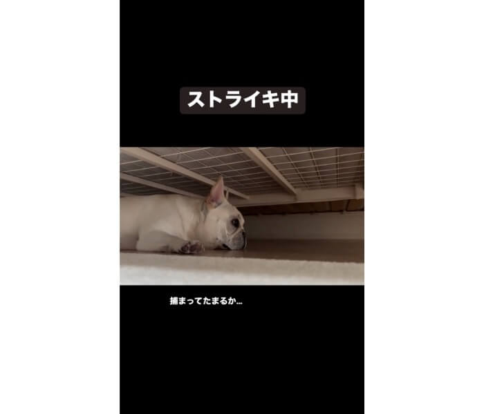 フレンチブルドッグ,動画