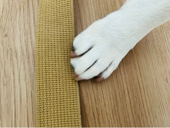 フレンチブルドッグ,ドッグギア
