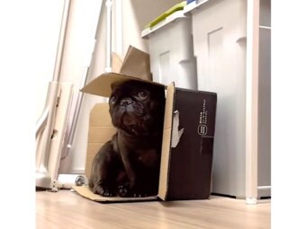 フレンチブルドッグ,動画