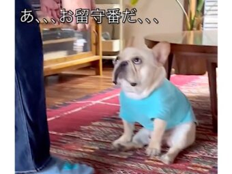 フレンチブルドッグ,動画
