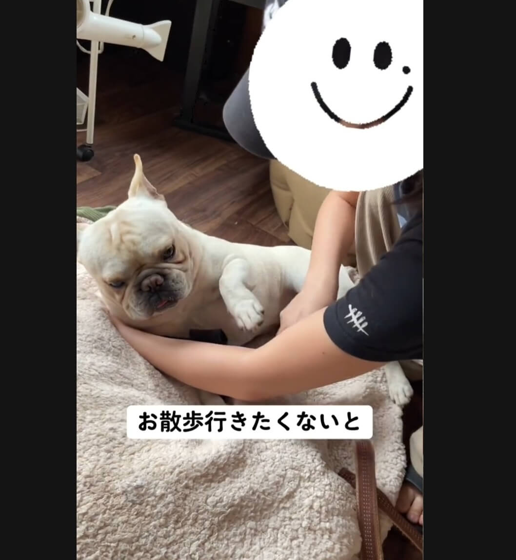 フレンチブルドッグ,動画