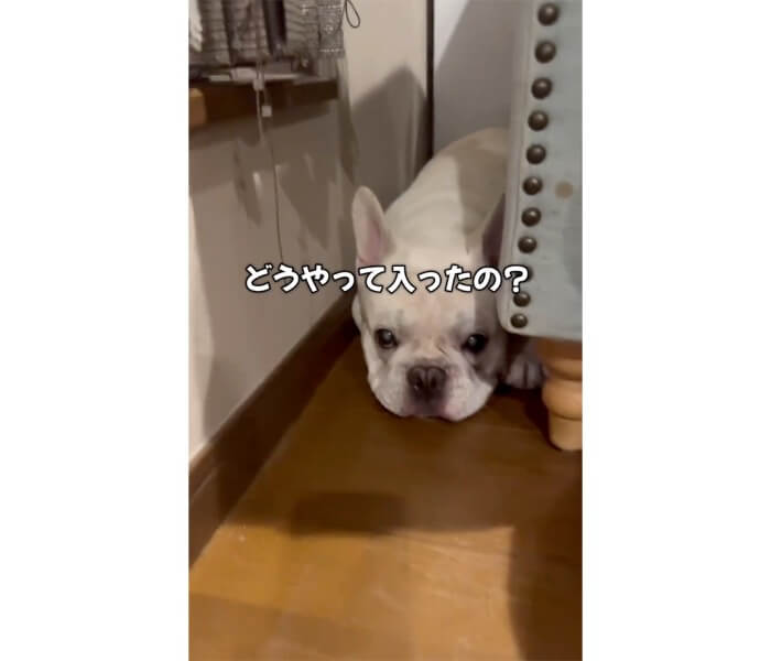フレンチブルドッグ,動画