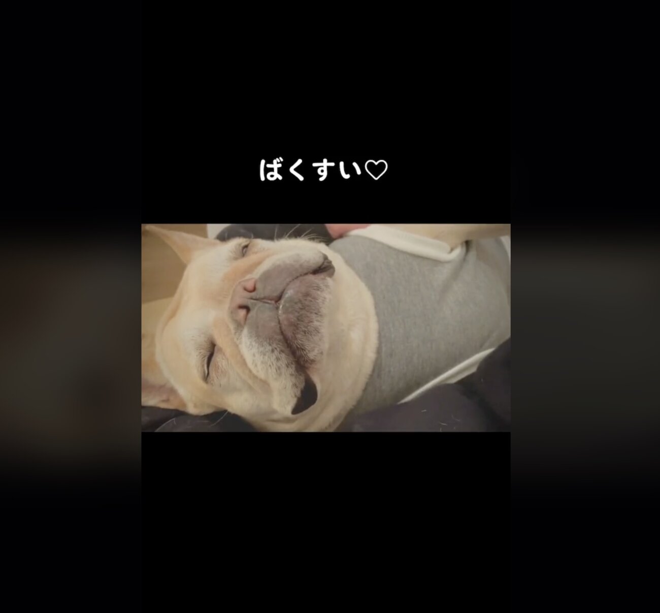 フレンチブルドッグ,動画