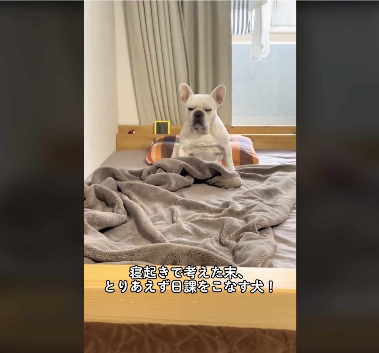 フレンチブルドッグ,動画