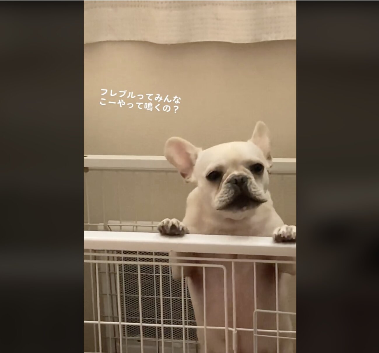 フレンチブルドッグ,動画