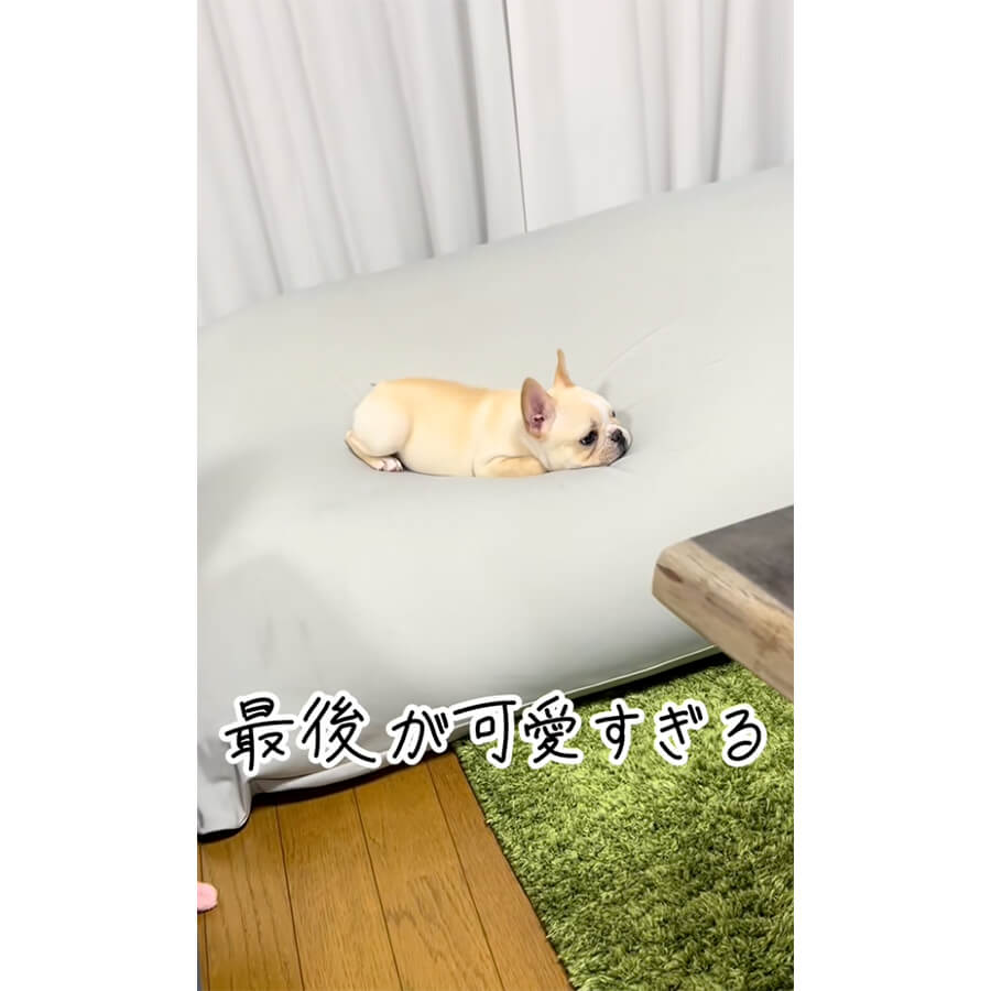 フレンチブルドッグ,動画
