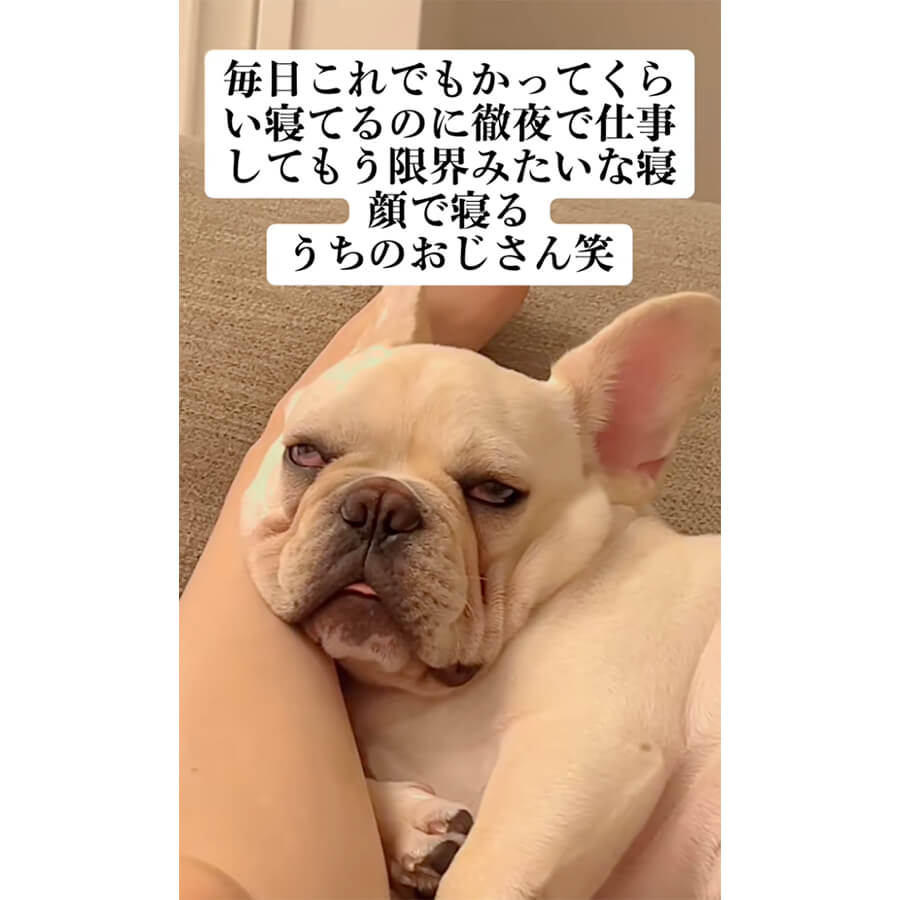 フレンチブルドッグ,動画
