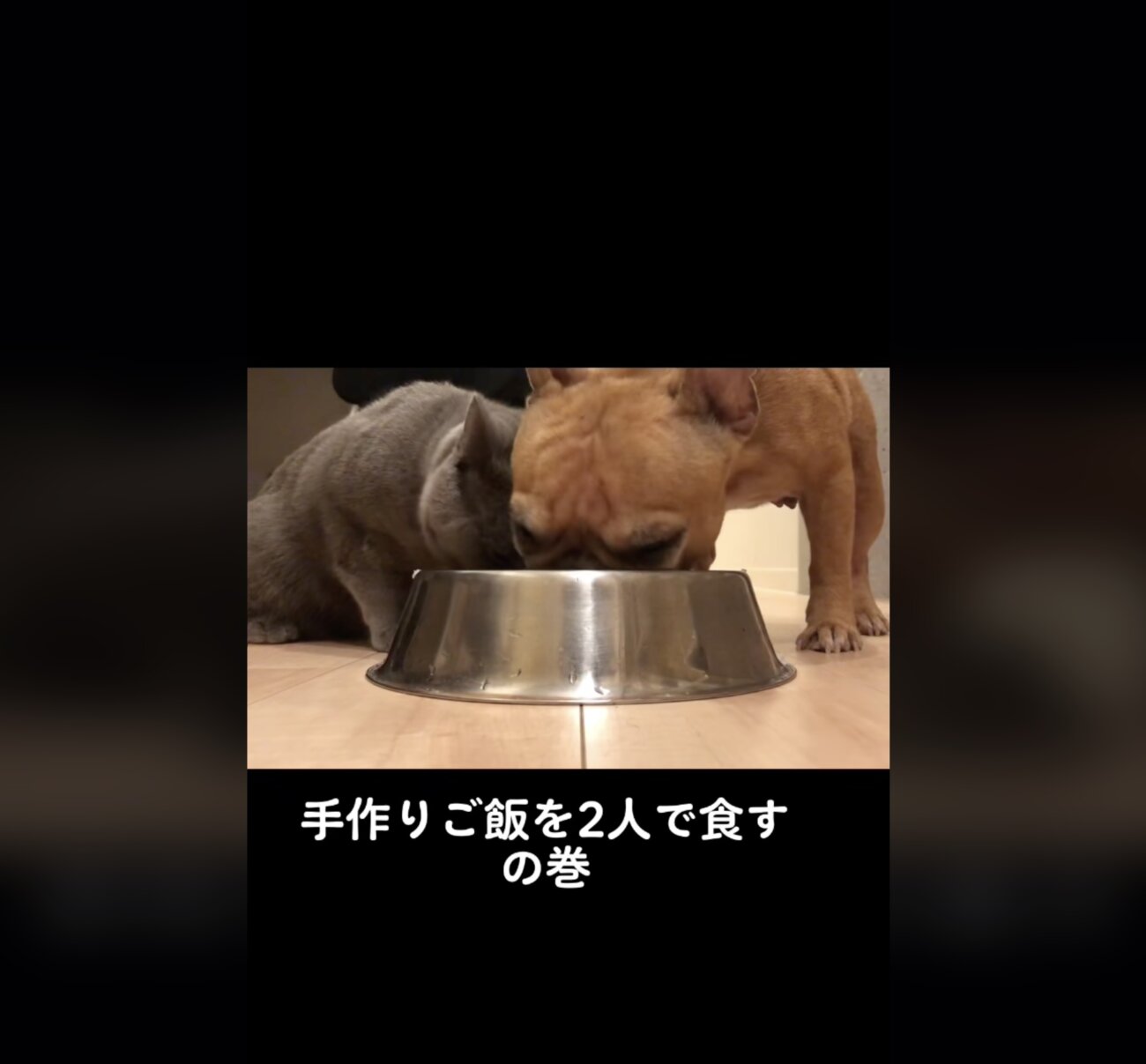 フレンチブルドッグ,動画
