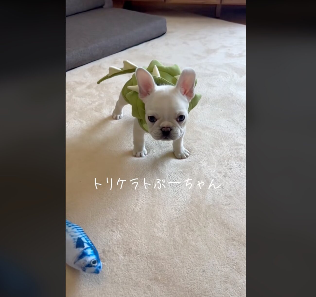 フレンチブルドッグ,動画