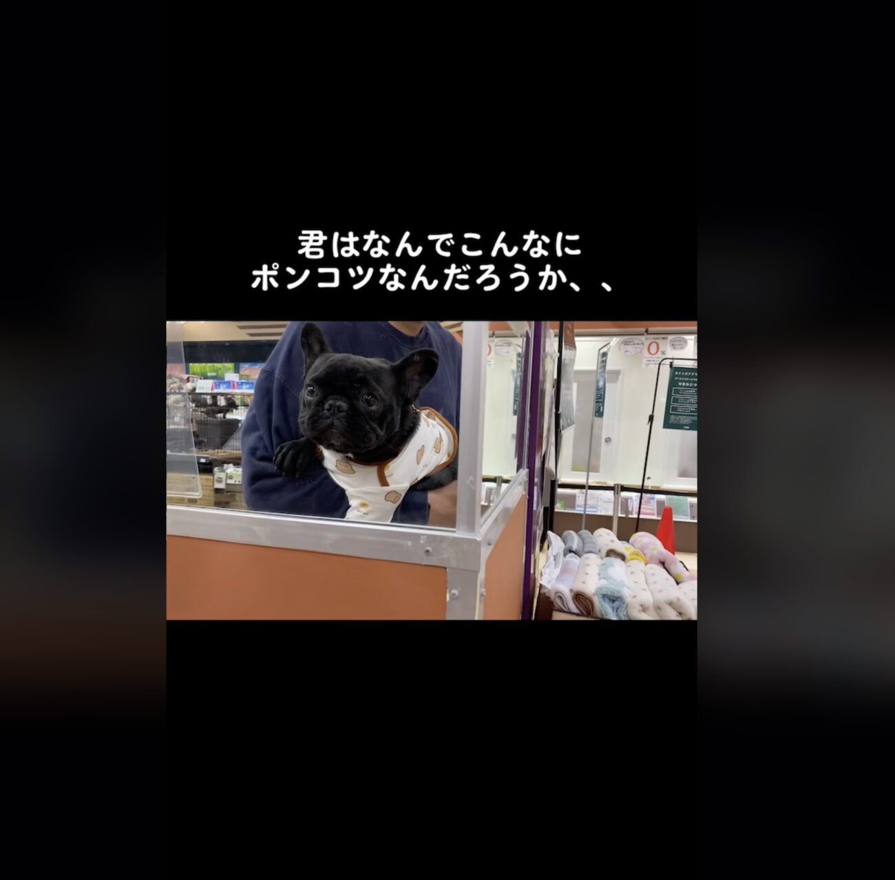 フレンチブルドッグ,動画