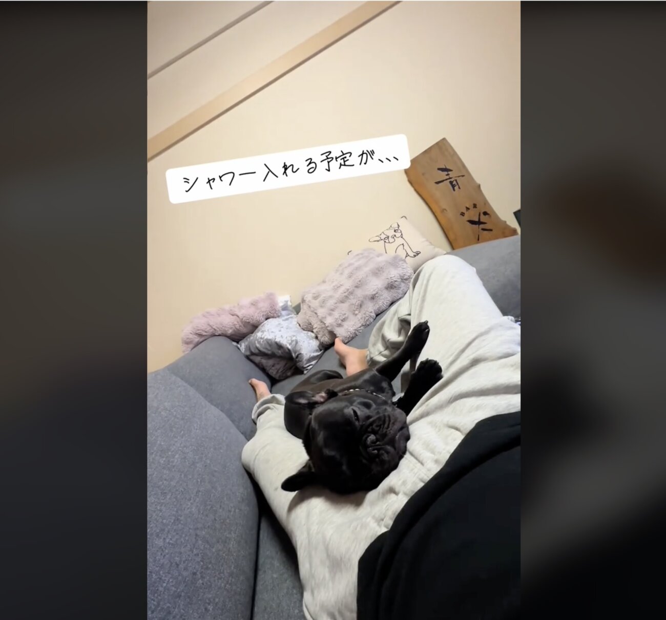 フレンチブルドッグ,動画