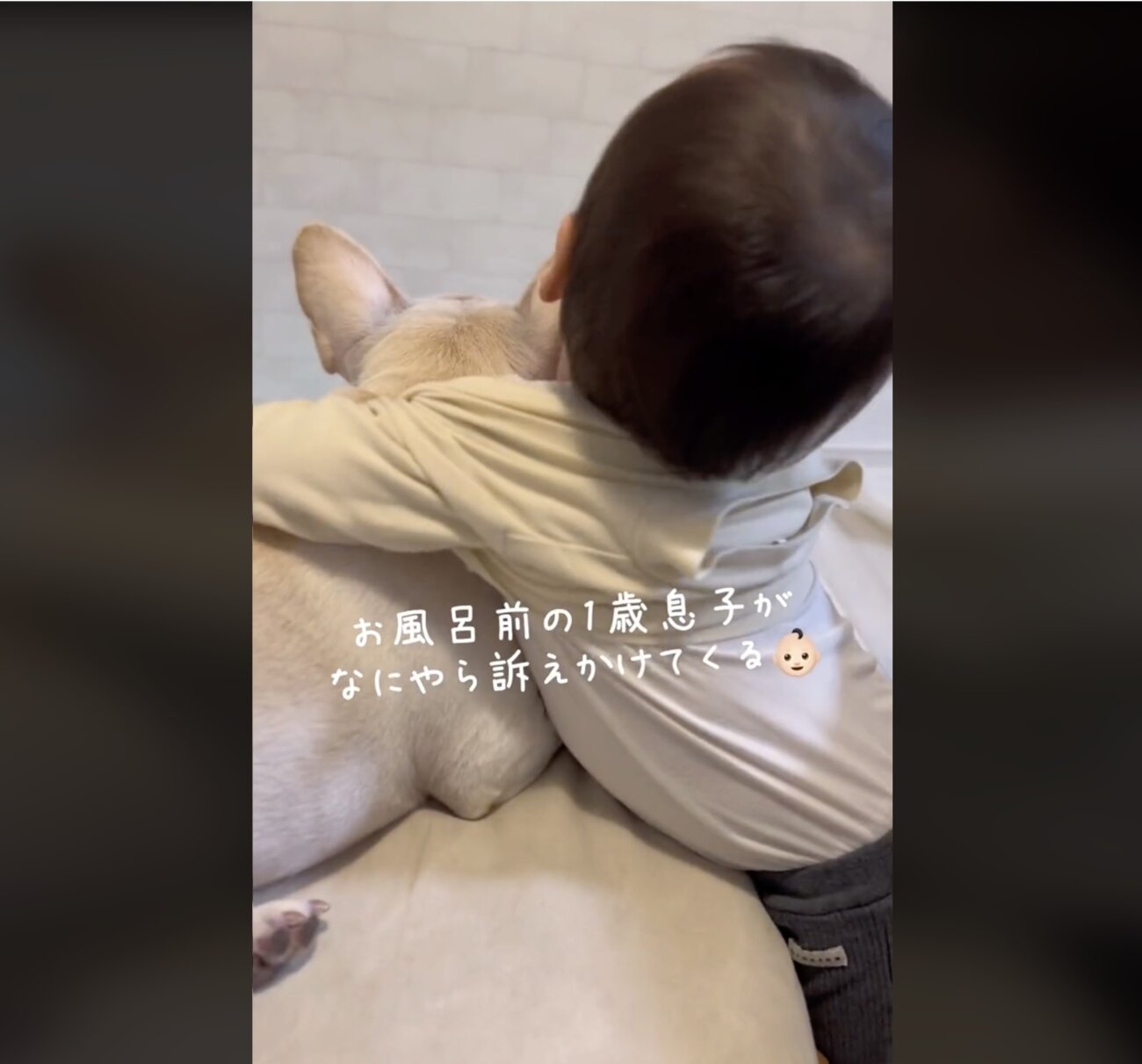 フレンチブルドッグ,動画