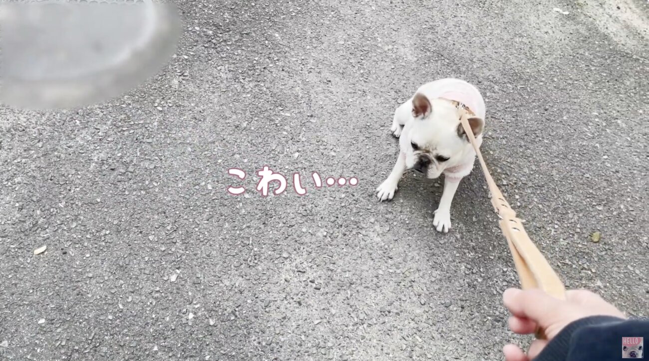 フレンチブルドッグ,動画