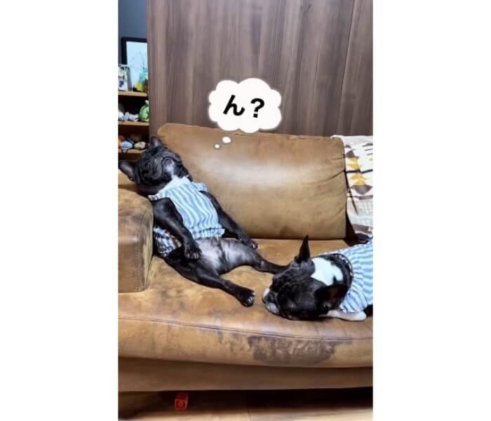 フレンチブルドッグ,動画