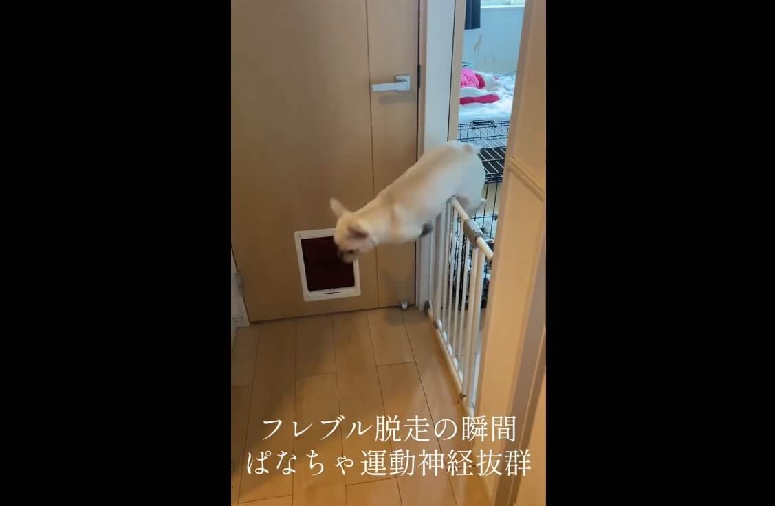 フレンチブルドッグ,動画