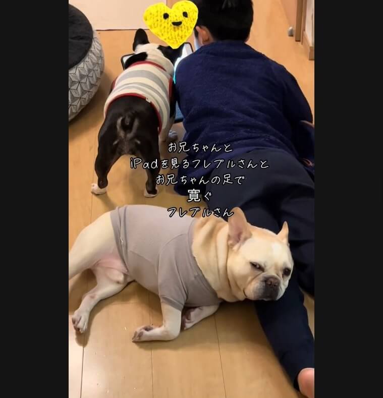 フレンチブルドッグ,動画