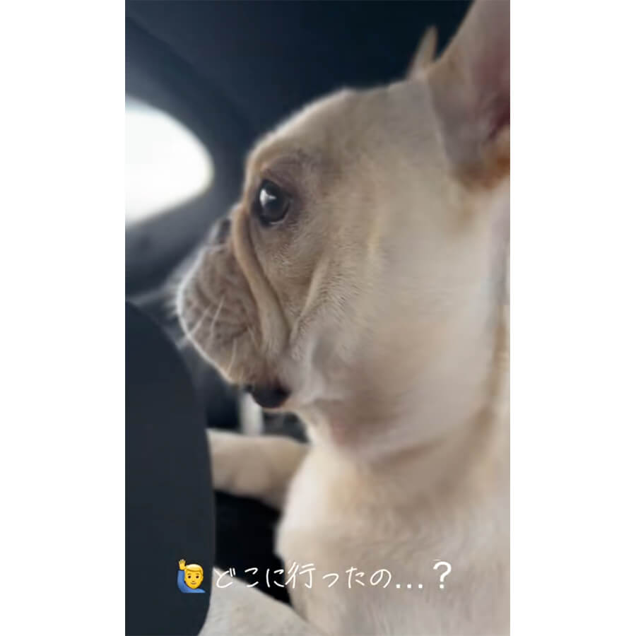 フレンチブルドッグ,動画