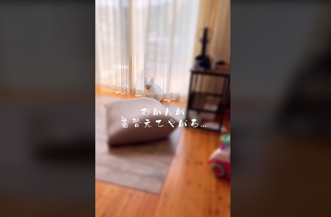 フレンチブルドッグ,動画