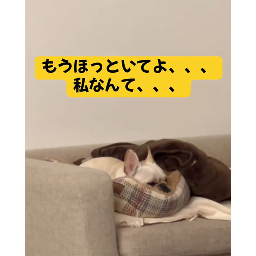 フレンチブルドッグ,動画