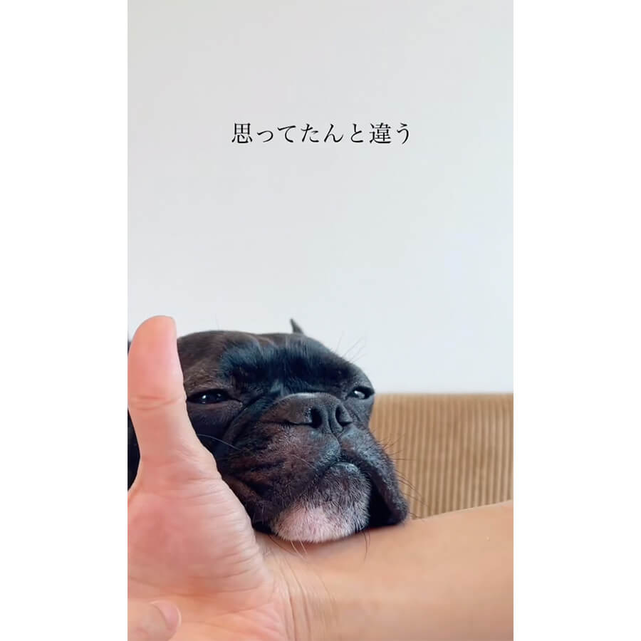 フレンチブルドッグ,動画