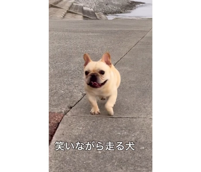 フレンチブルドッグ,動画