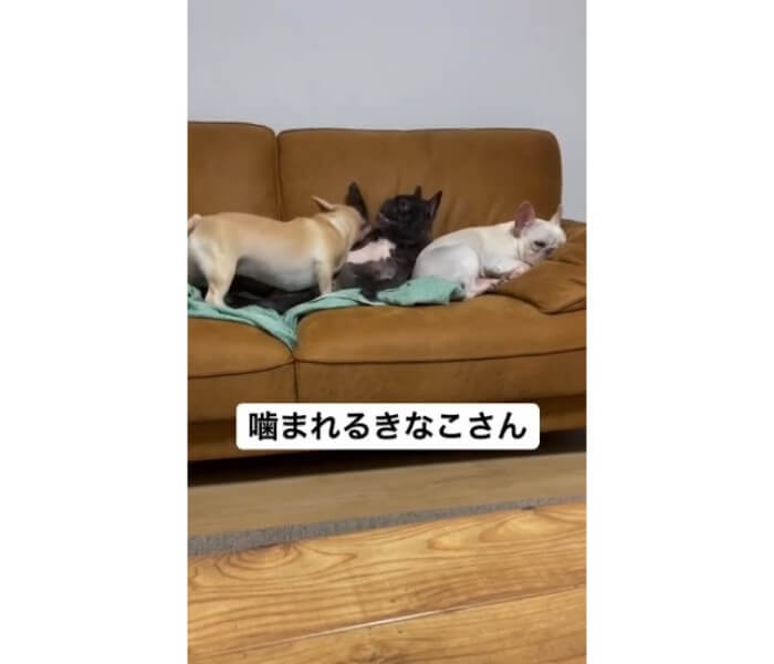フレンチブルドッグ,動画