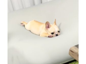 フレンチブルドッグ,動画