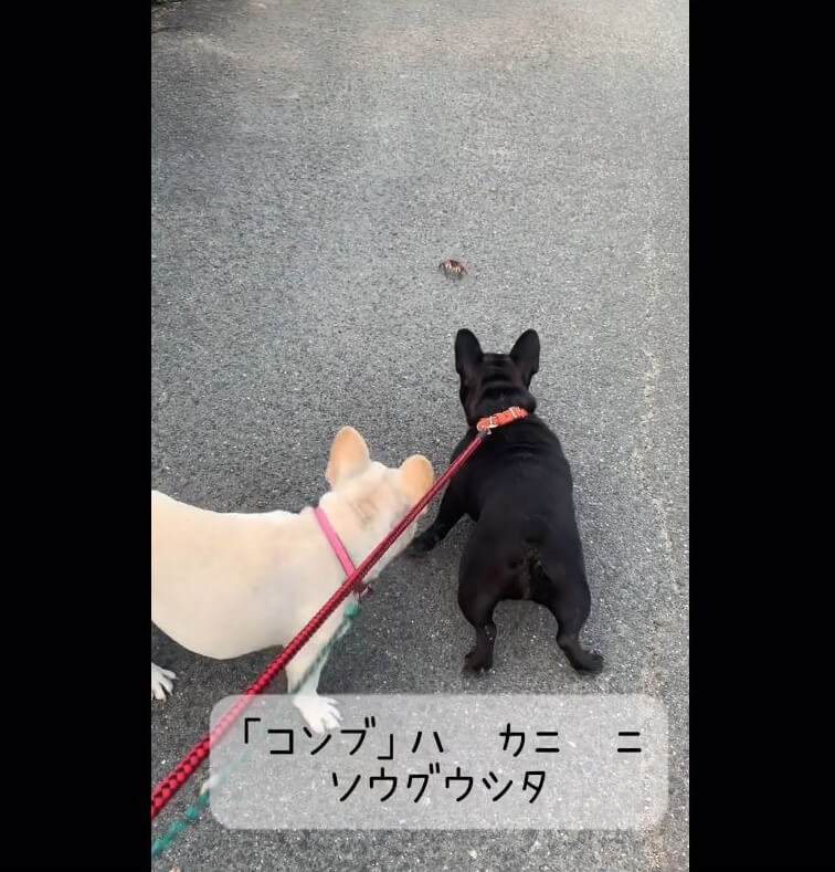 フレンチブルドッグ,動画