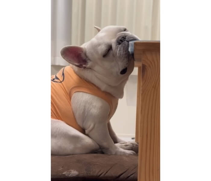 フレンチブルドッグ,動画
