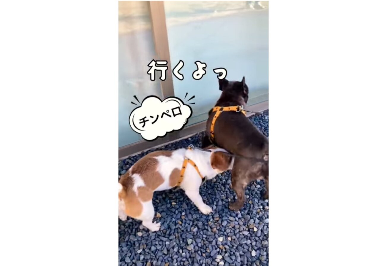 フレンチブルドッグ,動画