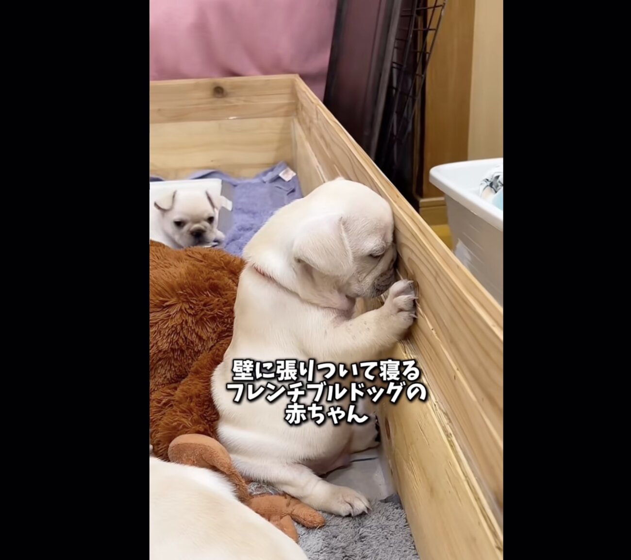 フレンチブルドッグ,動画