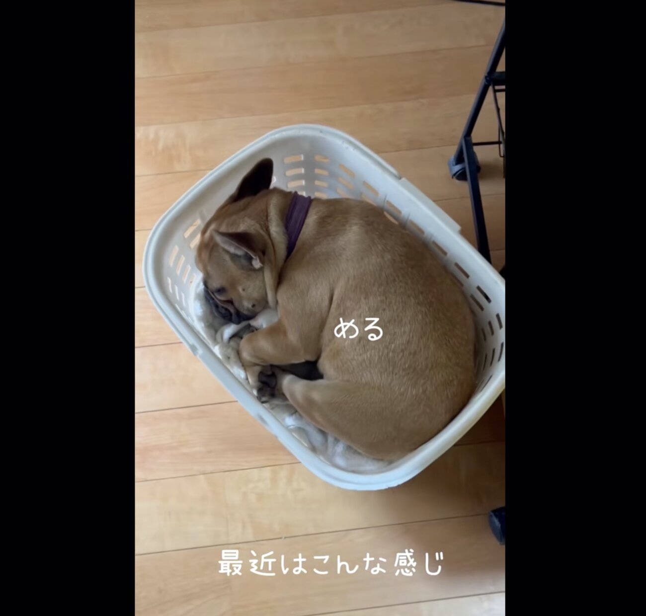 フレンチブルドッグ,動画