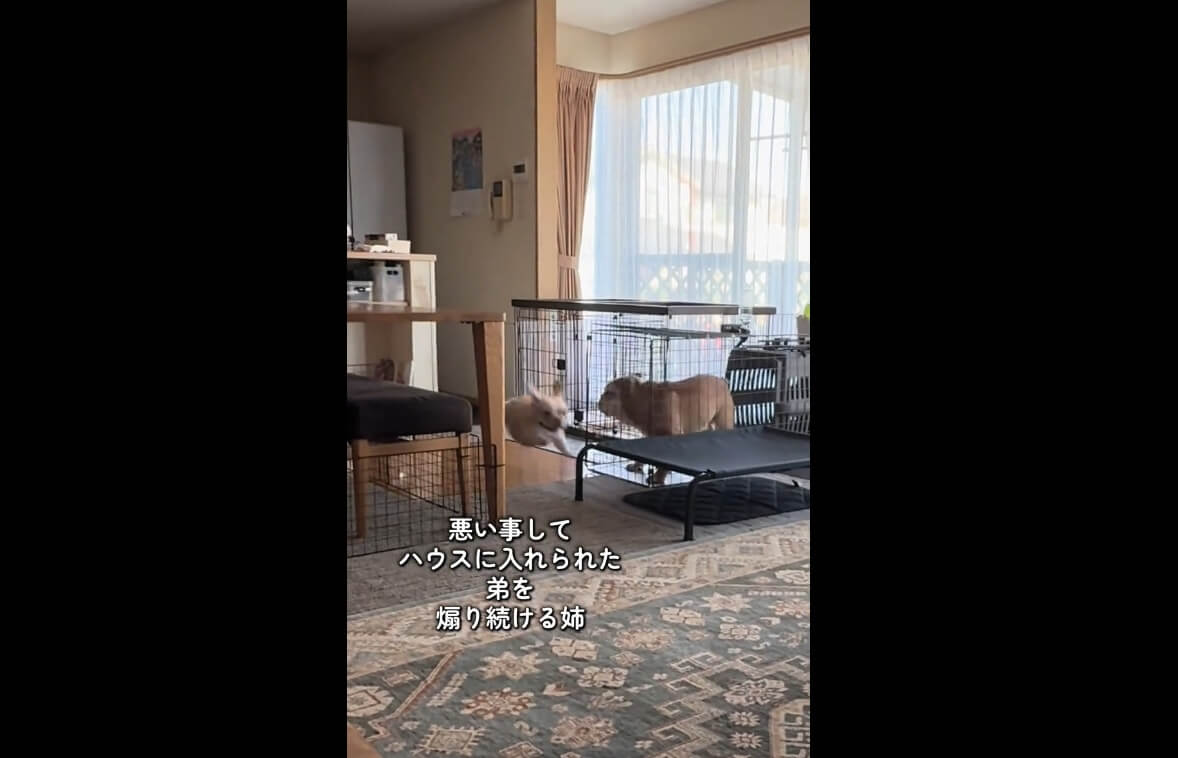 フレンチブルドッグ,動画