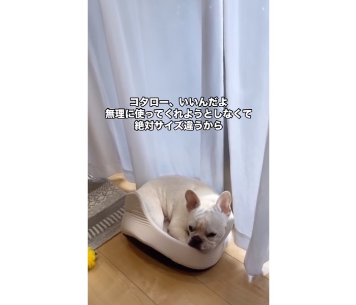 フレンチブルドッグ,動画