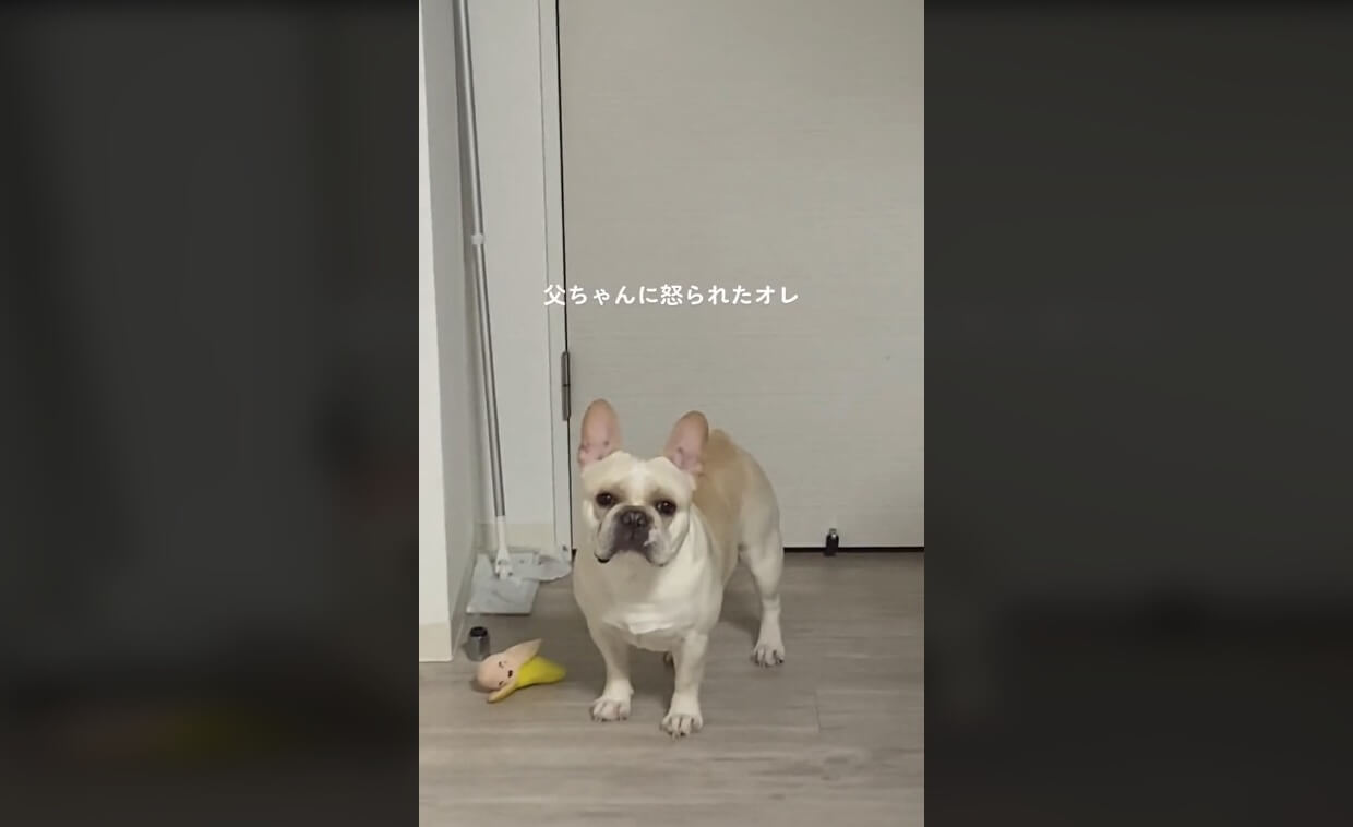 フレンチブルドッグ,動画