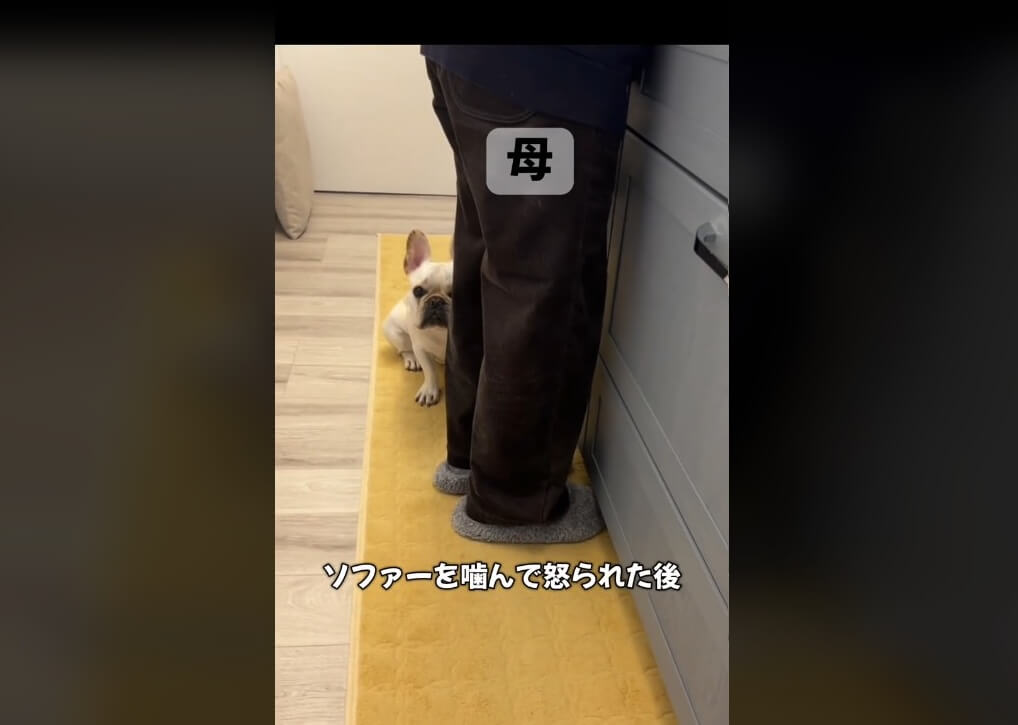 フレンチブルドッグ,動画