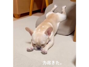 フレンチブルドッグ,動画