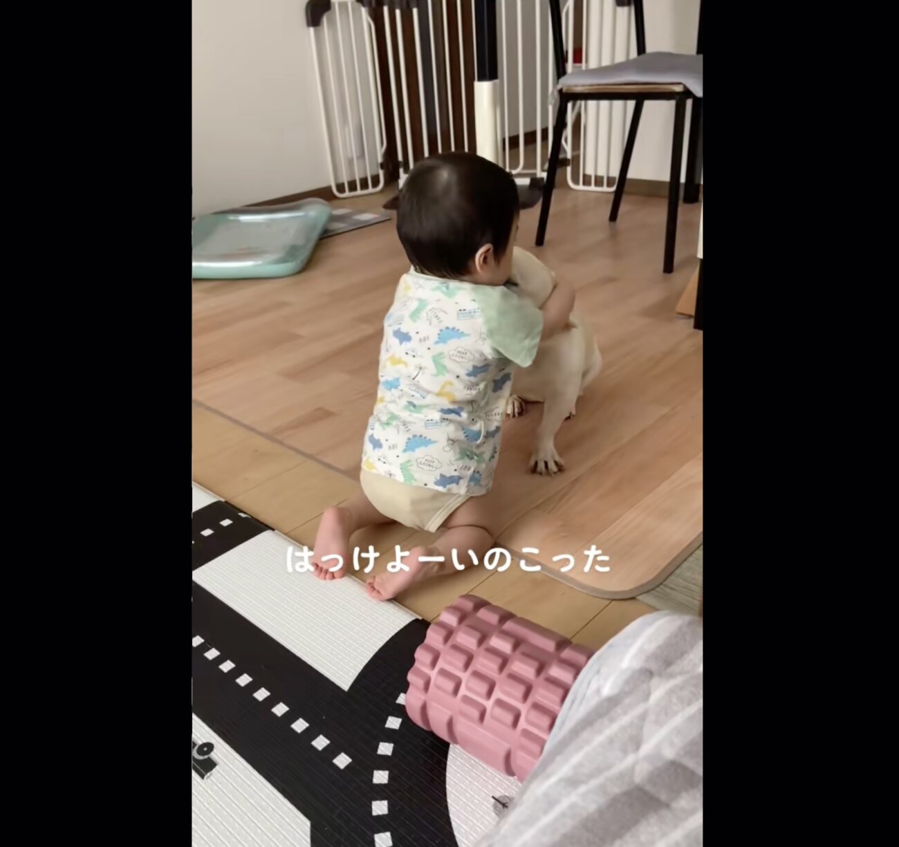 フレンチブルドッグ,動画