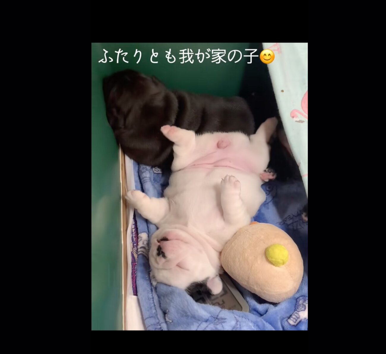 フレンチブルドッグ,動画