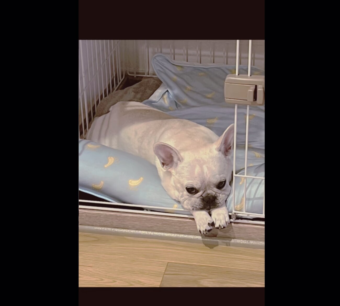 フレンチブルドッグ,動画