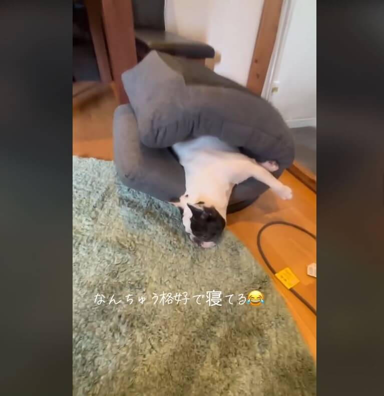 フレンチブルドッグ,動画